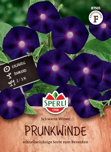 SPERLI Semillas de viuda negra – plantas trepadoras anuales, altura de crecimiento 2 – 3 m, ideal para vallas y pérgolas, flores moradas rojas, semillas de flores