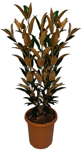 Sunny Tree - Magnolia Grandiflora Alta - 120 cm - Magnolienbaum - Weiße Blumen - Gartenpflanze - Schmaler Alleebaum - Winterhart