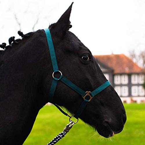 Mini Shetty Halfter, Halfter für Holzpferd, 2-Fach verstellbares Halfter für Pferde an Kinn- & Genickstück (Dunkelgruen, Mini Shetty)