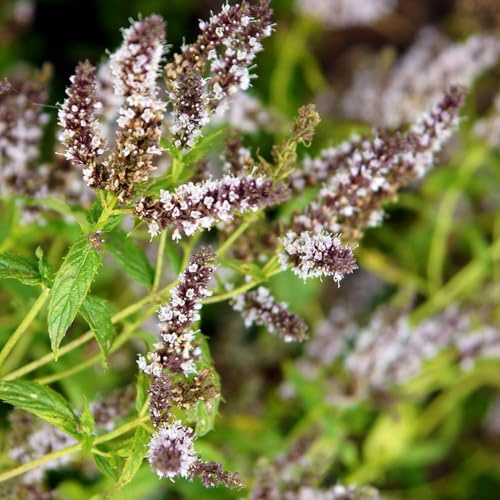semi di menta - perenni resistenti giardino biologici di balcone rare tappezzanti 600pcs
