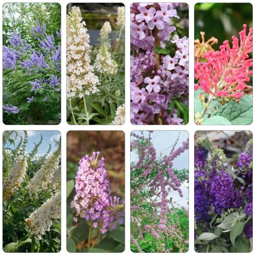 Buddleia di farfalle Buddleia di farfalle semi selvaggio interno esotico autunno resistente primavera giardino giardino interno 100pcs