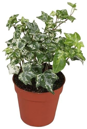Planta Purificadora del Aire Hiedra Variegata Planta de Interior