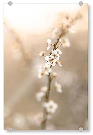 artboxONE Acrylglasbild 90x60 cm Floral Kirschblüte Hochformat Bild hinter Acrylglas - Bild kirschblüte frühling gelb