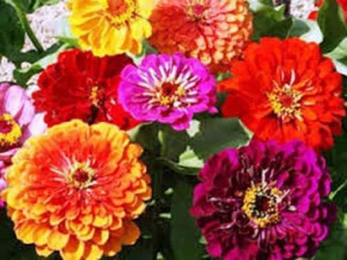 Graines Biologiques De Zinnia Géant De Californie, Belles Couleurs Claires Et Lumineuses