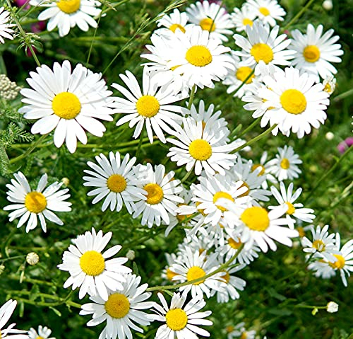 Magerwiesen-Margerite - Wilde Margerite - Chrysanthemum leucanthemum - Blume - 3000 Samen
