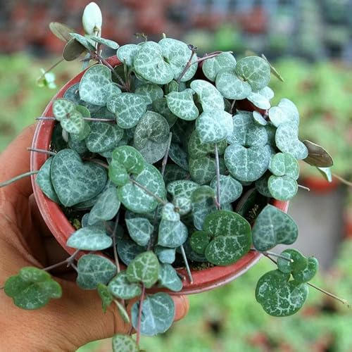 leuchterblume blumensaat indoor garten heilkräuter balkongarten kräuterpflanzen gartenkräuter winterharte kübelpflanzen steingartenpflanzen winterhart topfpflanzen draußen winterhart 30samen