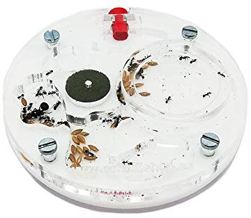 ANTHILLSHOP Ant Farm - Acryl Ameisenfarm 10x10 cm mit Deckel | Schaumstoff-Feuchtigkeitssystem | Transparent | Free Ameisen enthalten