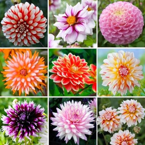 Dahlia Bulbs Mix for Planting Now UK,Hardy Perennial,Wedding Flowers,Strong Plants That Grow Well,Dahlia tubers Bulk,Beauty of Garden,Gift Ready-6bulbs-A
