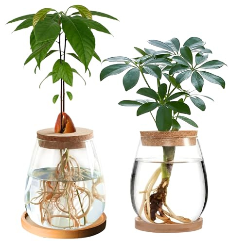 Gotrain Estación de cultivo de plantas, maceta hidropónica, jarrón de cristal con bandeja y tapa, 2 x 600 ml, transparente, 8 x 11 x 12 cm, interior, para amantes de las plantas y regalos