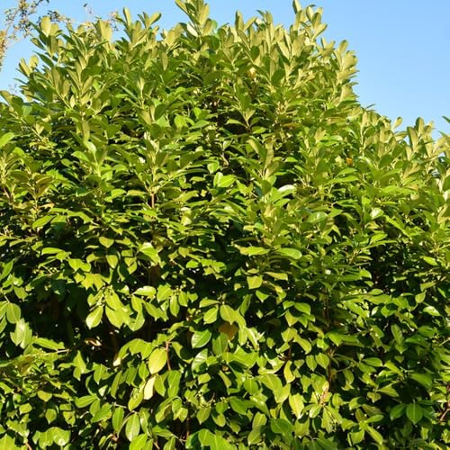 semi di lauroceraso - balcone resistenti inverno biologici interno giardino perenni 120pcs