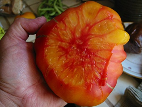 Old German Heritage Heirloom Gold RED Striped Huge Meaty Beefsteak Tomato Seeds. Certified French Organic Grower