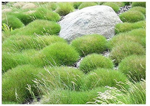 Stauden Gänge 10 x Festuca gautieri 'Pic Carlit' (Ziergras/Gräser/Winterhart/Mehrjährig/Immergrün/Staude) Bärenfellgras - Die perfekte Wahl für bodendeckende Eleganz - perfekter Bodendecker