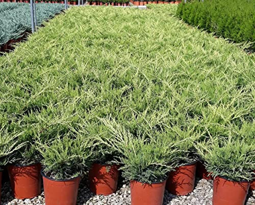 Juniperus x Media Pfitzeriana 'Old Gold' vaso 19 cm