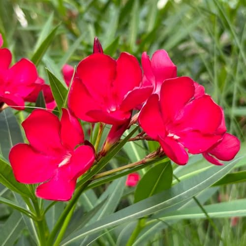 semillas de adelfa silvestres cama elevada Cubresuelos resistente y florido jardín primaveral roca sombra primavera 10pcs