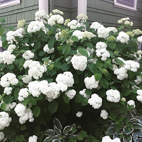 Annabelle Hydrangea - Live Plant Shipped 1-2 Feet Tall by DAS Farms