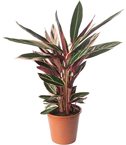 Calathea Triostar Large Indoor House Plant Real Tropical Evergreen Tall Plants (50-60cm (Incl. Pot))