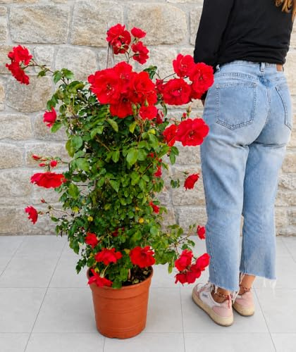 POWERS TO FLOWERS - ROSA DA GIARDINO RAMPICANTE e RIFIORENTE SENZA SPINE, ROSA ROSSA. PIANTA XXL VASO 24CM, ALTEZZA 100CM Pianta Vera