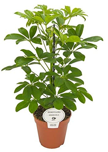 Schefflera Arboricola Nora 45 cm – Kleine Strahlenaralie, Kleinblättrige Schefflera für Innenräume, Robuste Zimmerpflanze für Schreibtisch und Wohnzimmer, Pflegeleicht & Luftreinigend