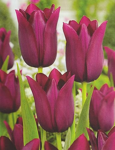 20 Lilienblütige Tulpenzwiebeln Merlot Blumenzwiebeln