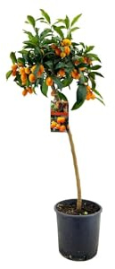 Naranjo Enano - Kumquat Natural una Delicia Cítrica en tu Hogar