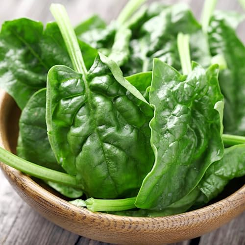 PlantiCo Spinat 500g Samen Olbrzym Zimowy F1 Spinatsamen Robuste Gemüsesamen Gemüse Samen Anzucht Saatgut Gewächshaus Garten Gemüsegarten