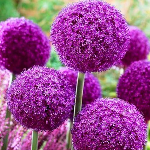 Allium winterhart - Allium giganteum - Echte Funkien mit rhizome, ideal zum Kaufen für Ihren Garten-4Pcs-X