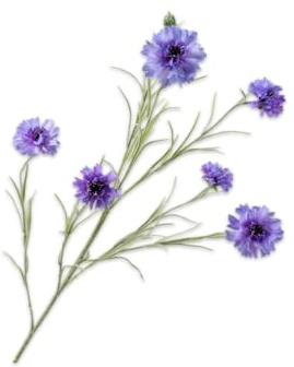 Silk-ka Kunstblume - Seidenblume Kornblumenzweig Lavendel 92 cm