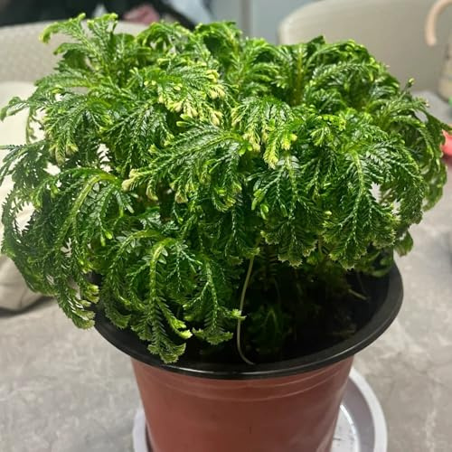 rosa di gerico bulbi - perenni resistenti esotiche esterno tappezzanti 9pcs
