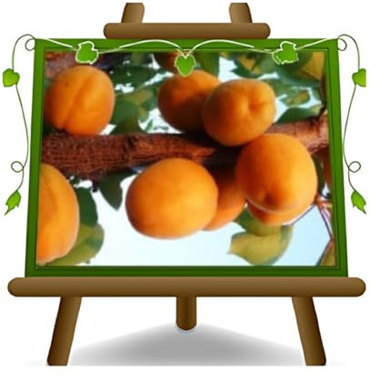 Albicocchi Sungiant su vaso da 26 pianta da frutto max 180~200 cm - 4 anni