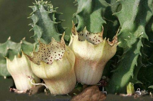 Portal Cool 5 Huernia campanulata Sementi Sementi Sementi Korn a Stapelia Ariocarpus Orbea