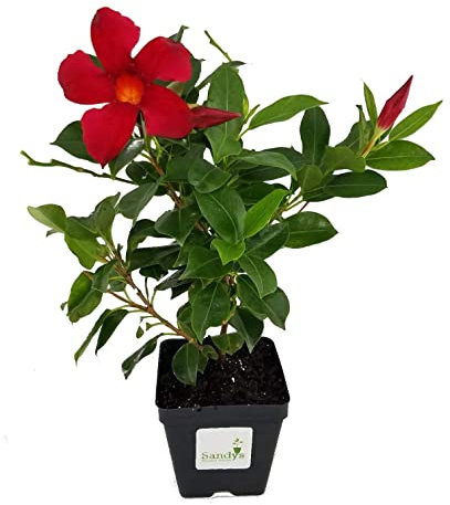 Dipladenia Natural Maceta de 1,5L - Planta Arbustiva de Exterior