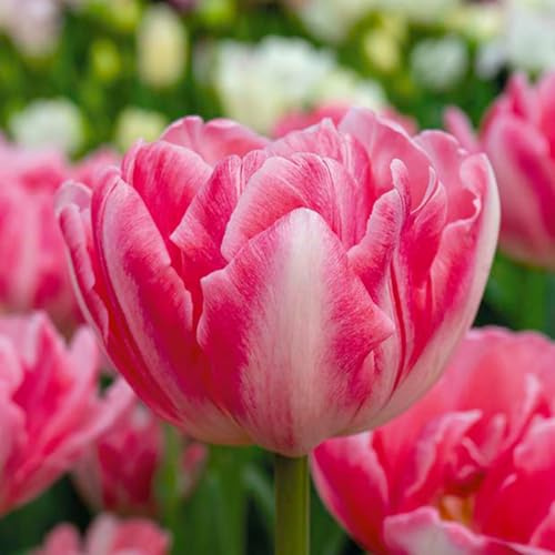 Bloomique - Mischung aus 20 - Tulipa Double Pink - Tulpenzwiebeln - gefüllte Blume - Blumenzwiebeln - Frühlingsblüte - mehrjährige Pflanzen - Wird 30-35 cm groß