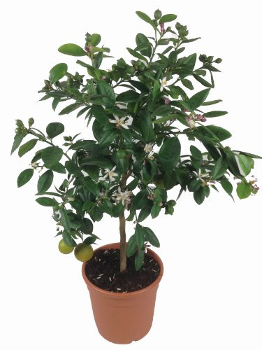 Limettenbaum - Lima Verde, Caipirinha Limette 70-80cm!