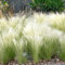 Sylter Ziergras Stipa tenuissima 'Pony Tails' im Topf (Ziergras Gräser Stauden winterhart) Federgras Engelshaargras - Ein Hauch der Nordsee in ihrem Garten (10)