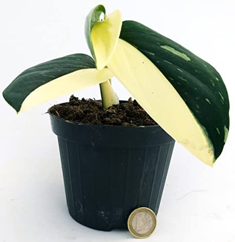 POWERS TO FLOWERS - PHILODENDRON, MONSTERA, COBRA, PIANTA GIOVANE VASO 10CM, pianta vera