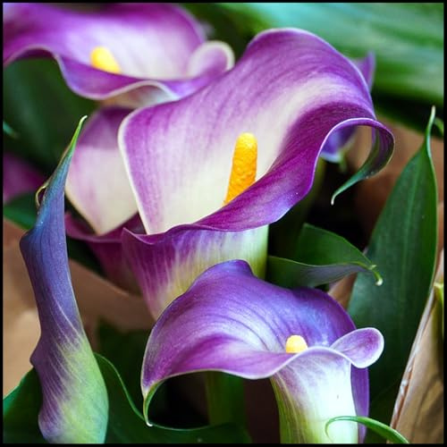 Winterhart pflanzen, Blumenzwiebel Mix, Mysteriöse magische Glühbirne, Mehrjährige Blumenzwiebel ist winterhart,Winterhart zwiebeln-2 Calla Lilien zwiebeln