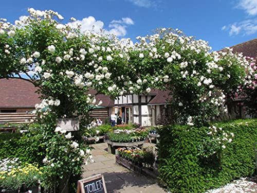 Climbing Iceberg - 5.5lt Potted Climbing Garden Rose - Huge Arching Displays of White/Cream Blooms, Early & Repeat Flowering.