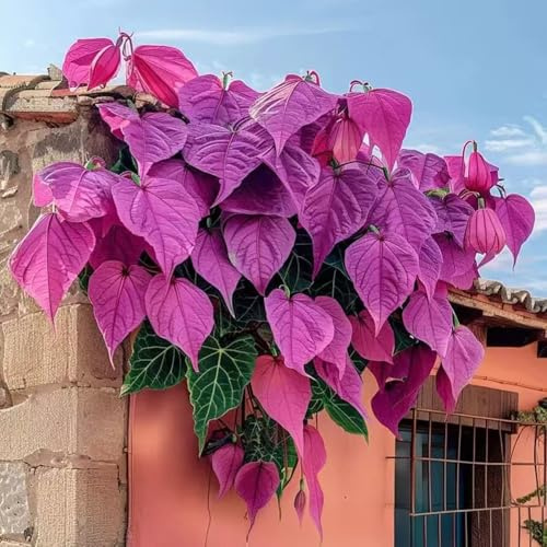 Roadoor 500 pcs Morning Glory Seeds Rebe Kletterpflanze Farbige Blätter Samen Blatt Borrachten Pflanzen Gartensamen Für Balkon Patio Rosado