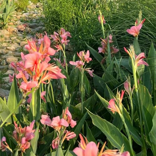 Canna - indoor garten gartenpflanzen gartenblumen gewächshaus outdoor balkonpflanzen zimmerbonsai blumenzwiebeln winterhart stauden mehrjährig hochbeet balkon gartendeko für draußen 9Zwiebeln