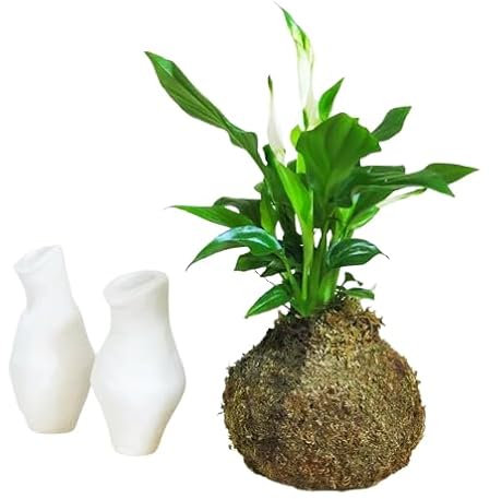 Kokedama Spathiphyllum Planta de Salón - DECOALIVE - Elaboración Artesanal - Árbol del Dinero con Musgo