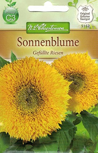 Chrestensen Sonnenblume 'Gefüllte Riesen'