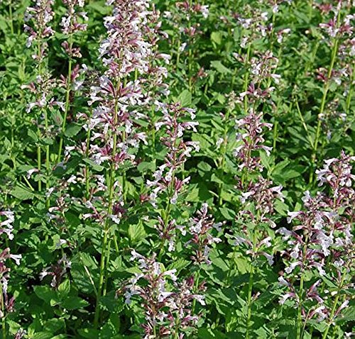 Katzenminze Dawn to Dusk - Nepeta grandiflora - lebende Gartenpflanze aus den Baumschulen