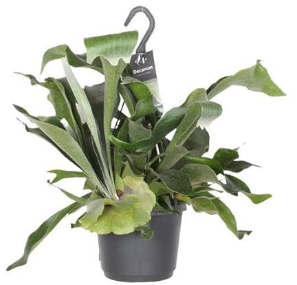 Geweihfarn - Platycerium Bifurcatum - Zimmerpflanze - Ø17cm - 30cm