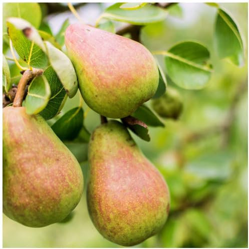 Dwarf Williams' Bon Chrétien Pear Tree in 4L Pot, Old English Dessert Pear