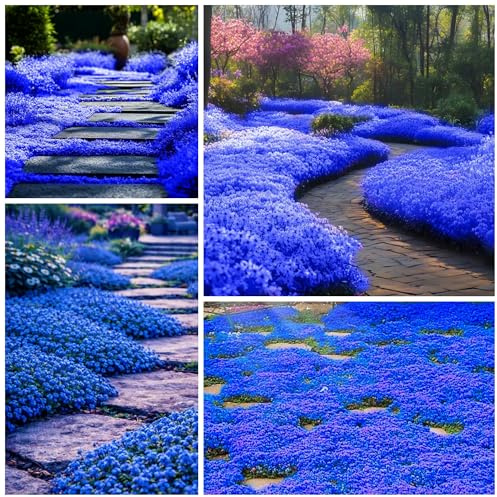 Plus de 20 500 graines de thym rampantes bleues magiques pour la plantation de plantes couvre-sol, thym vivaces sans OGM, graines de thymus serpyllum pour tapis patrimonial, graines de fleurs