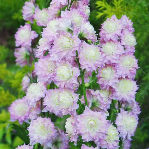Semi di delphinium - decorazioni da giardino per esterni balcone con serra rampicanti d'appartamento esotiche da giardino balcone sul in vaso 300pcs