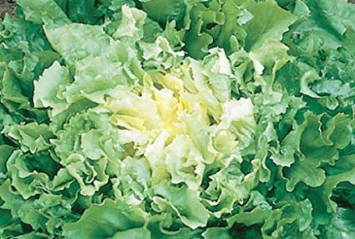 Pezzi - 20x Indivie Breitblatt Nuance Eko- Indivie Seme Verdure KS476 - Seeds & Plants Shop by Ipsa