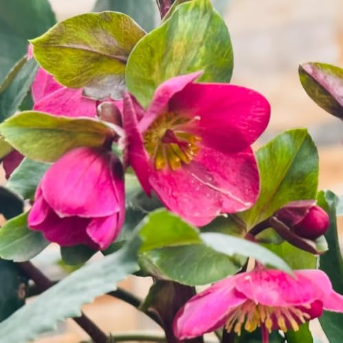 christrose christrosen - gartenblumen zimmerpflanzen christrosensamen, topfpflanzen draußen winterhart, frühlingsblume schnittblumen 65pcs