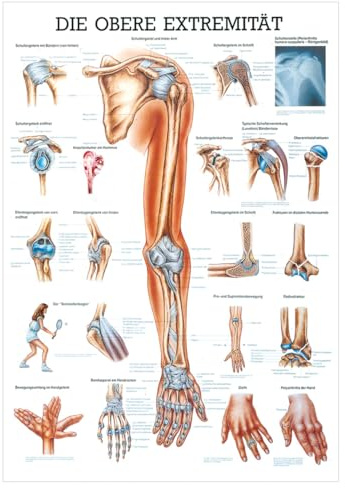 Sport-Tec Obere Extremität Mini-Poster Anatomie 34x24 cm medizinische Lehrmittel