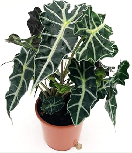 Alocasia Polly Planta Conocida como Oreja de Elefante Resisitente a Altas Humedades
